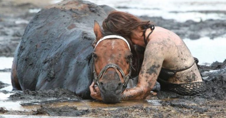Woman holds trapped horse for hours – then a farmer shows what a real guardian angel looks like
