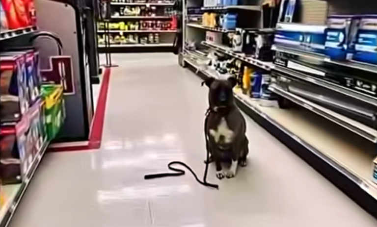 The Dog Named Hope Who Changed My Life