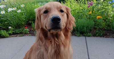 Melissa Hortman’s dog dies after being injured in shooting