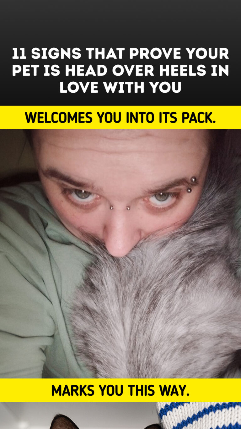11 Signs That Prove Your Pet Is Head Over Heels in Love With You