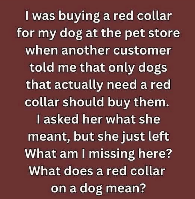 Why a Dog in a Red Collar Means ‘Keep Your Distance’